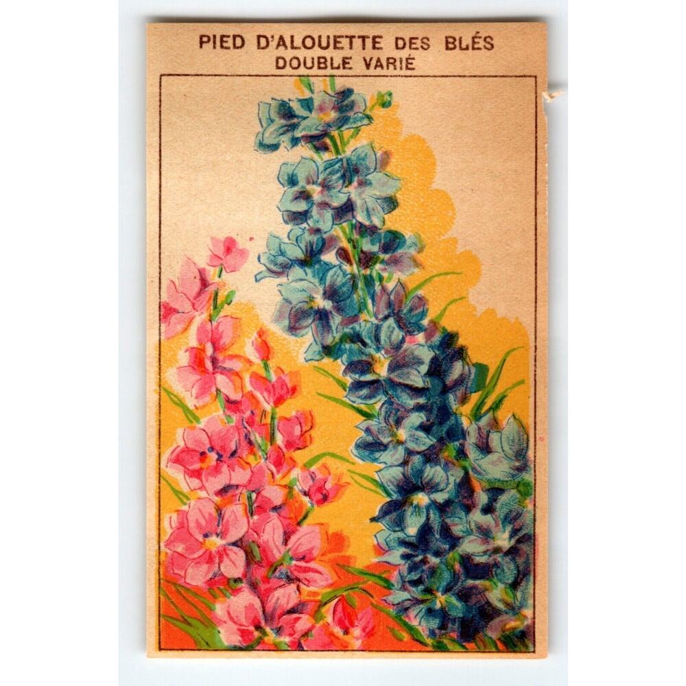 1920's Flower Seed Art Print PIED D'ALOUETTE Lithograph Original Vintage Unused